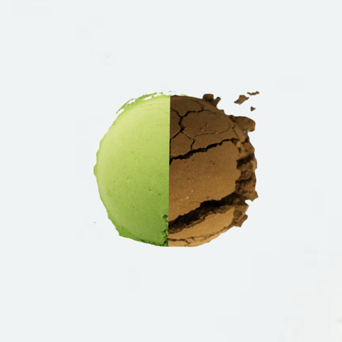 Matcha vs. Houjicha: ¿cuál es mejor para ti?