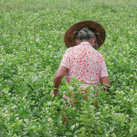 Jazmín Agujas plateadas, Té Blanco - Soy Té