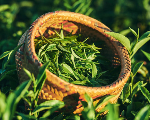 Conmemorando el día internacional del té: Las 10 cosas que deberías saber sobre el té - Soy Té