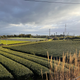 ¡Visita la cuna del matcha! Acompáñanos a Japón este 2027