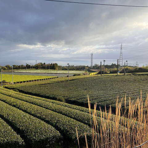 ¡Visita la cuna del matcha! Acompáñanos a Japón este 2027