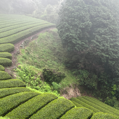 ¡Visita la cuna del matcha! Acompáñanos a Japón este 2027
